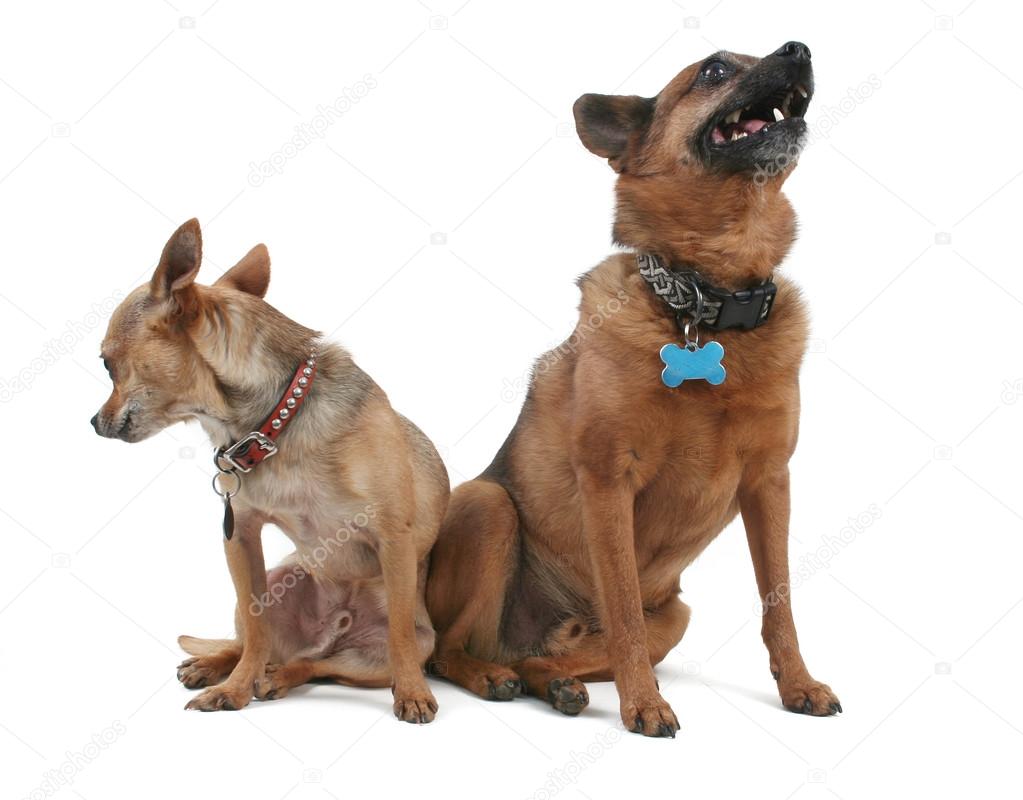 Two dogs sitting beside each other
