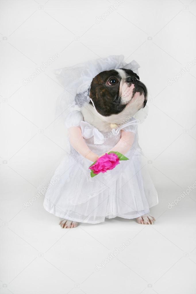Dog in Bride Dress