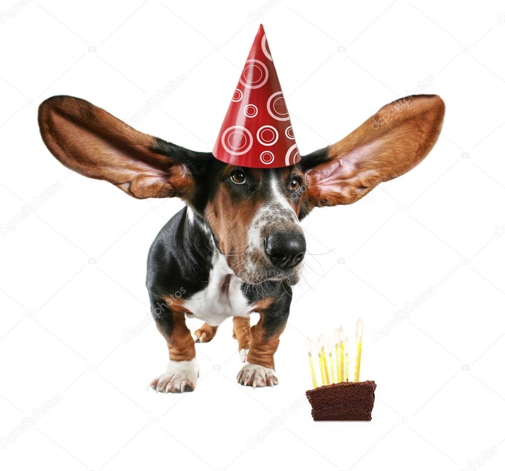 Basset with big ears and cake