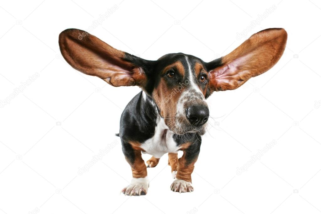 Basset hound with big ears