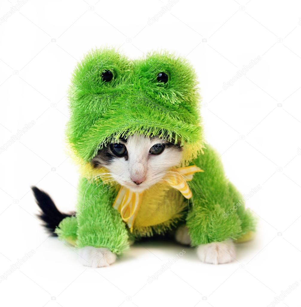 Tiny kitten in a frog costume