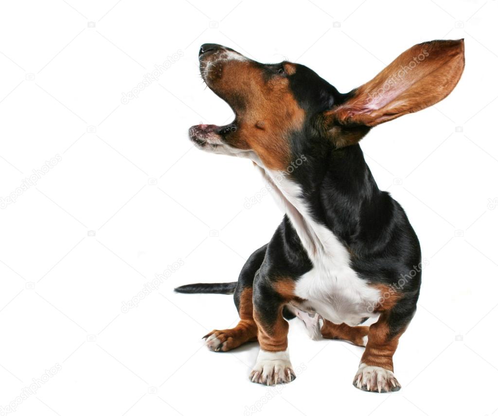Basset hound howling