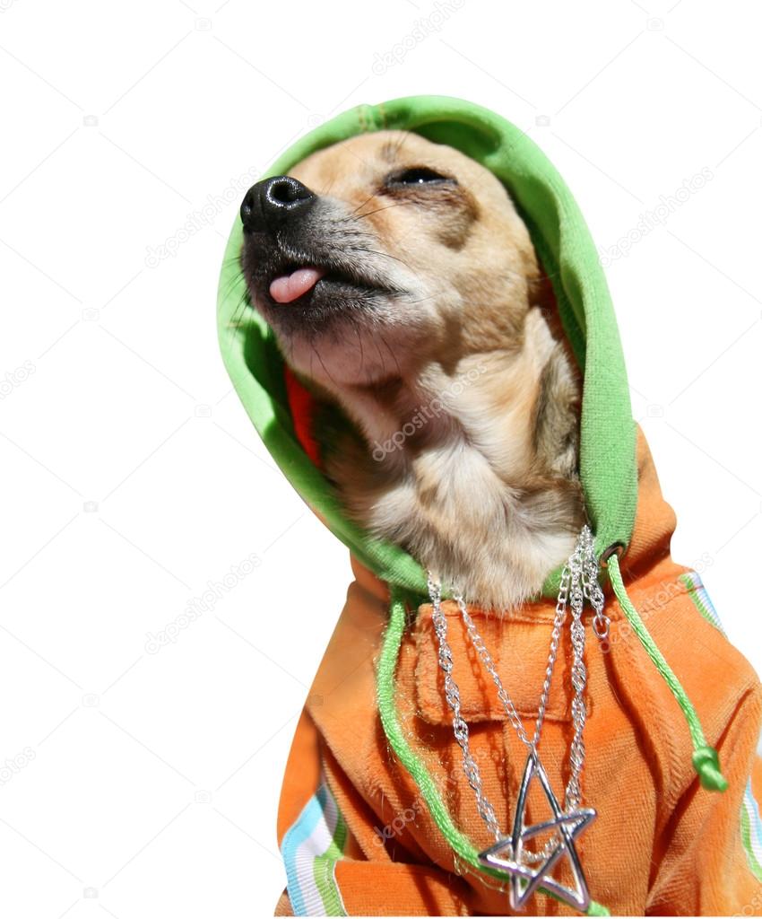 DepositphotosChihuahua in a hoodie Stock Photo by