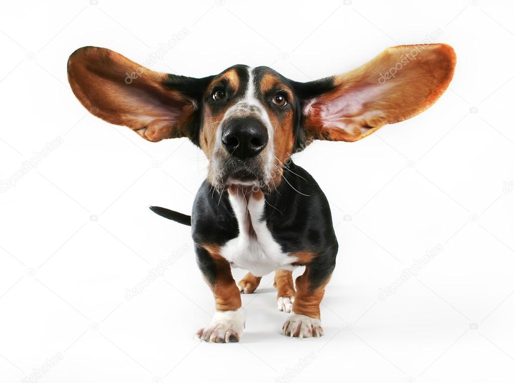 Basset with his ears flying away