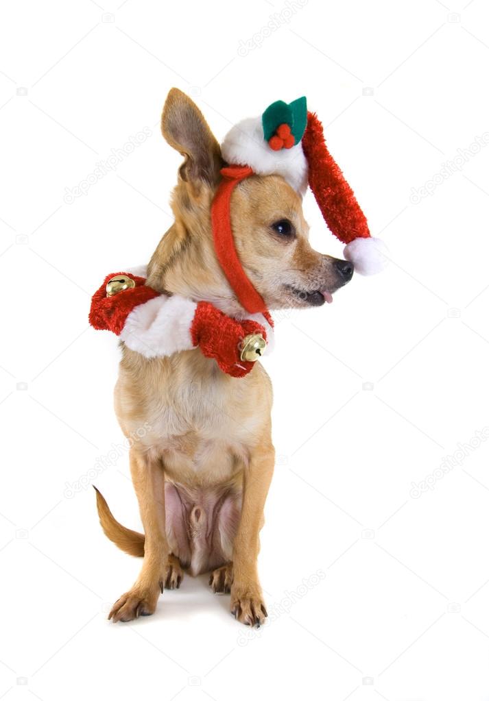 Chihuahua dressed in santa outfit