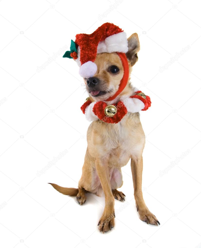 Chihuahua dressed in santa outfit