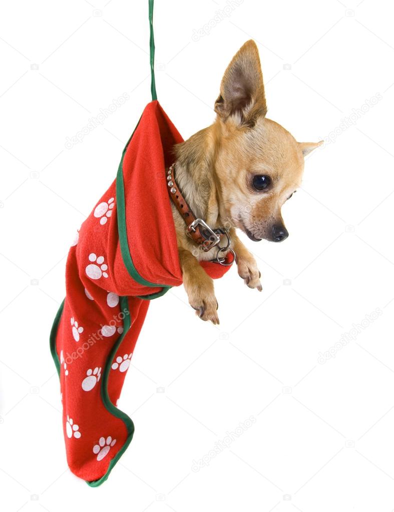 Tiny chihuahua in christmas stocking
