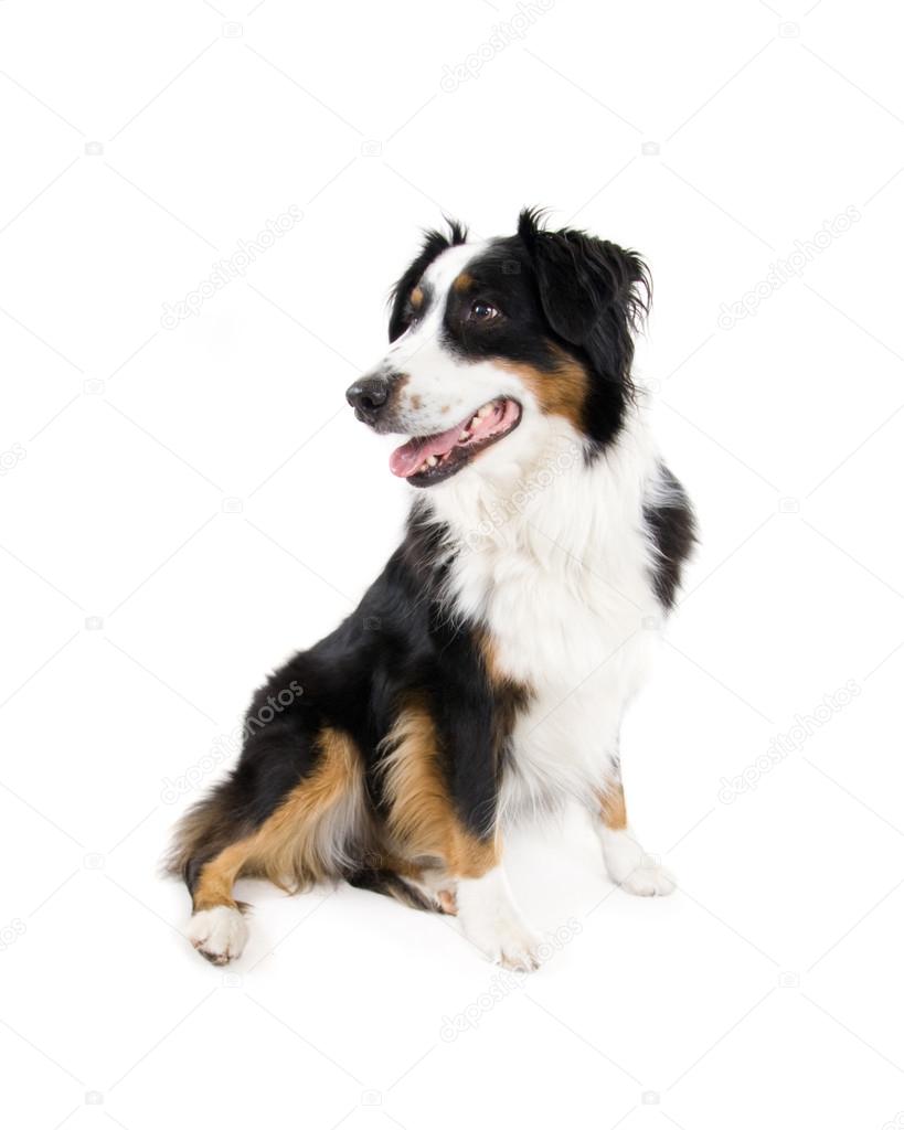 ボーダーコリー犬 ストック写真 C Graphicphoto