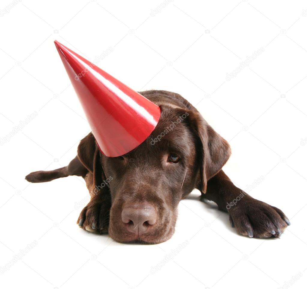 Chocolate lab with party hat