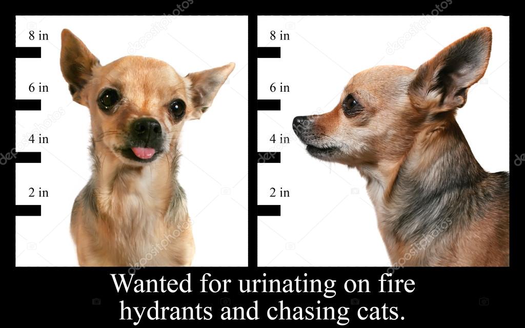 Chihuahua on mugshot poster