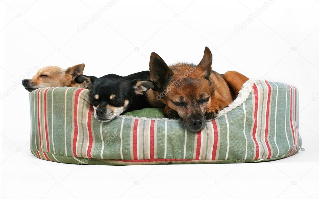 Three dogs in pet bed