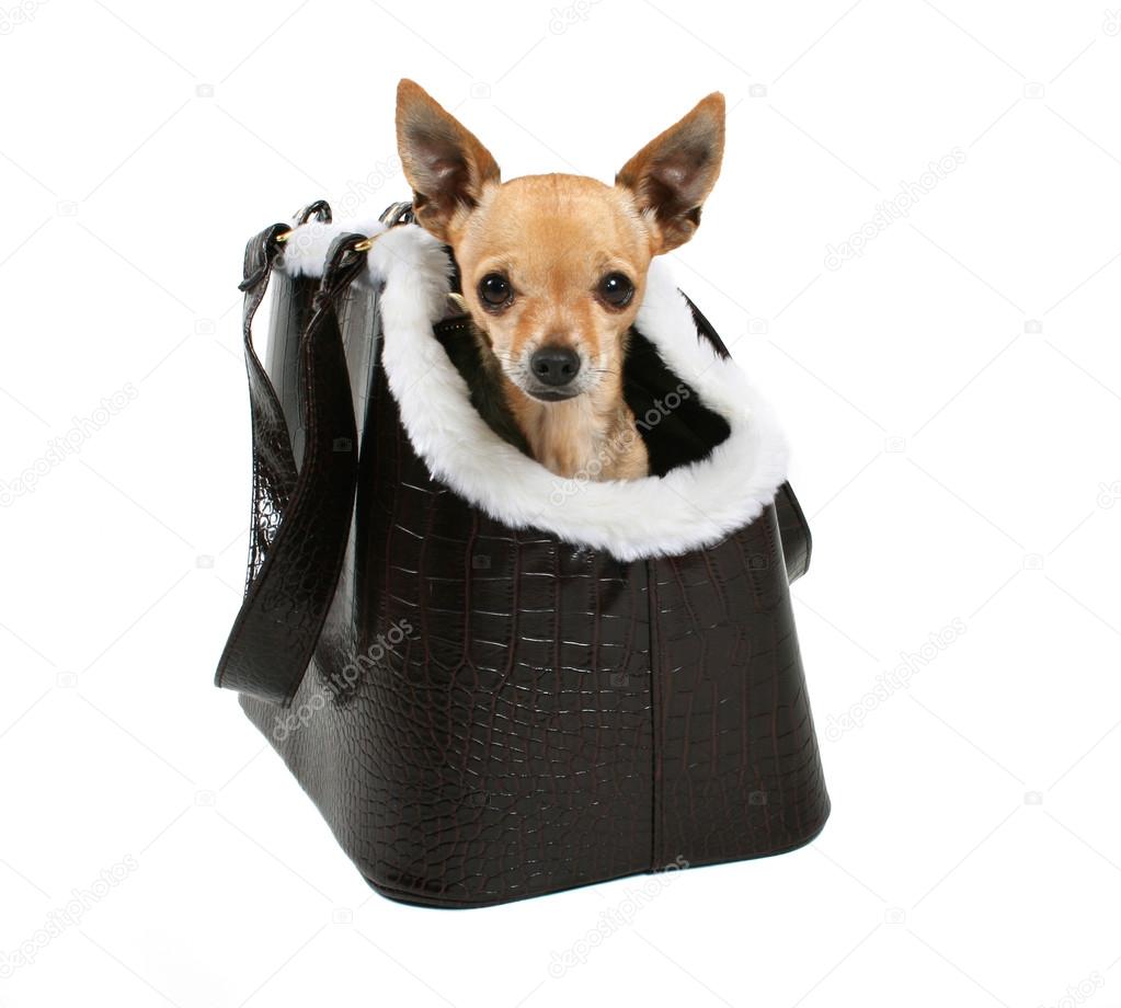 Bag for chihuahua Clearance