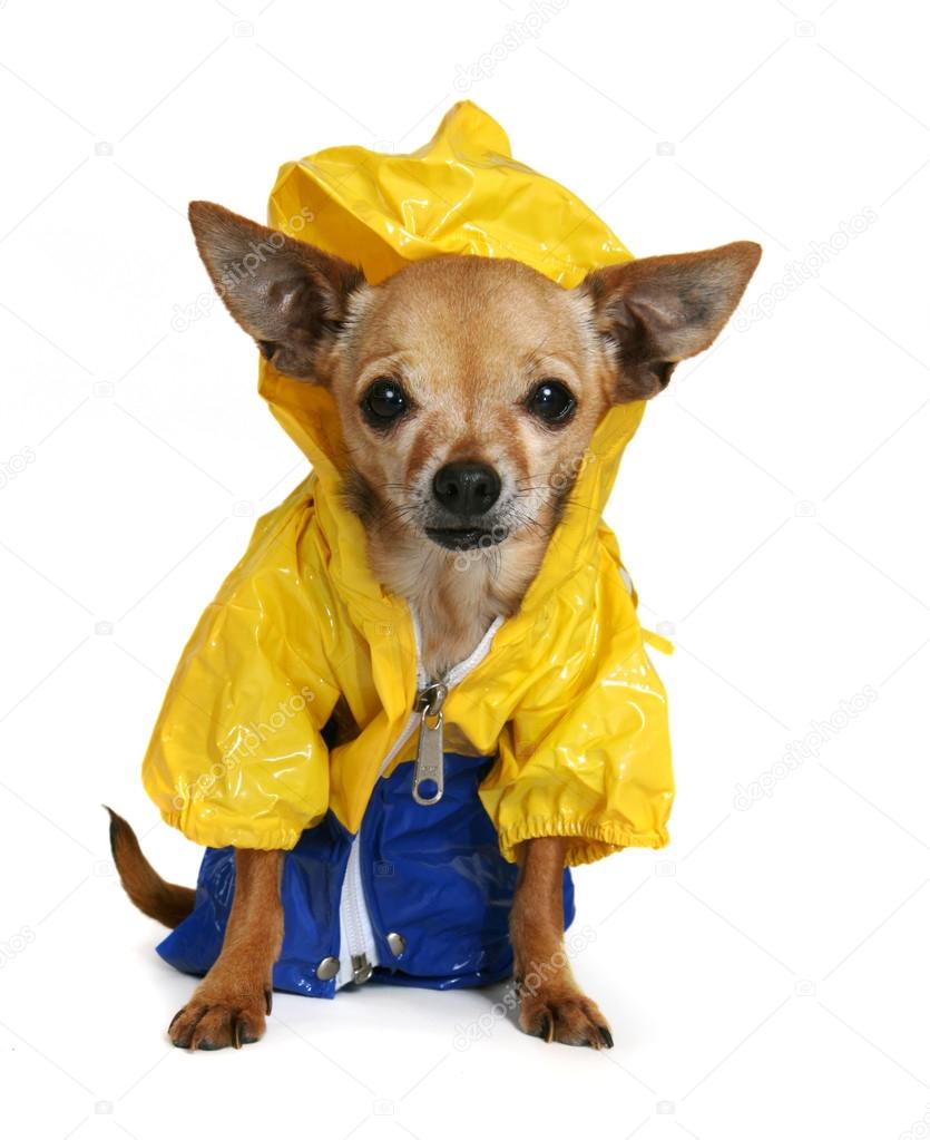 Chihuahua dressed in raincoat