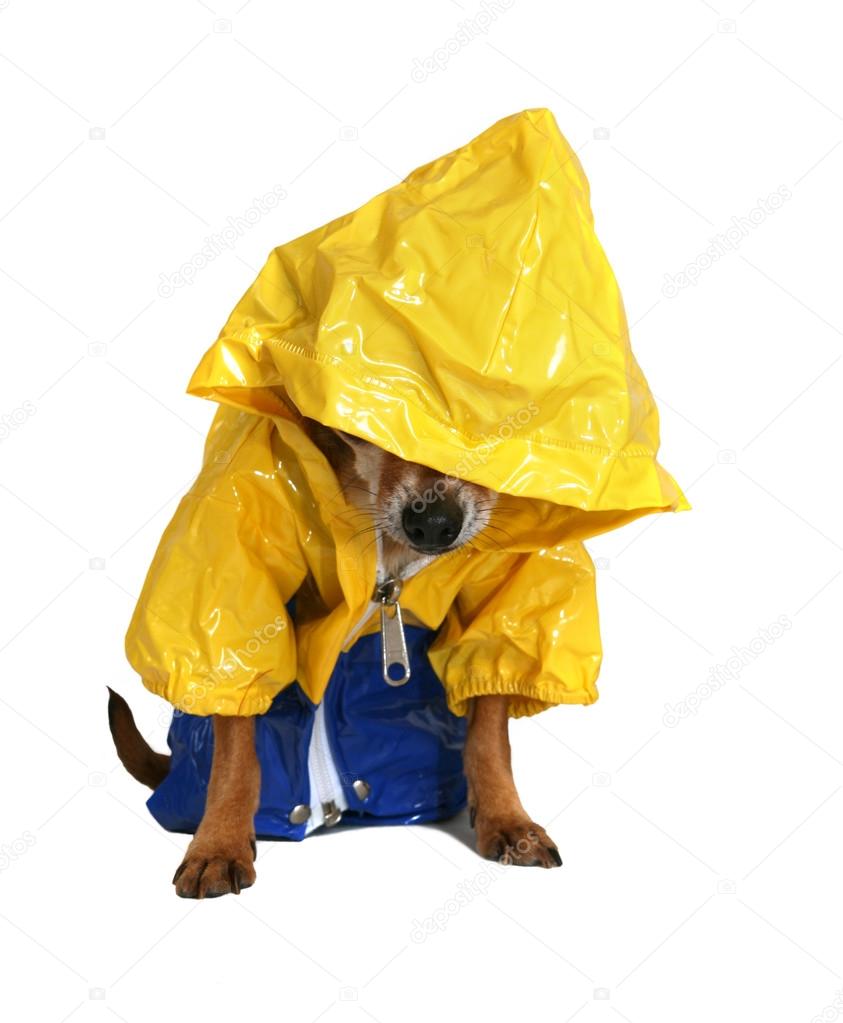 Chihuahua dressed in raincoat