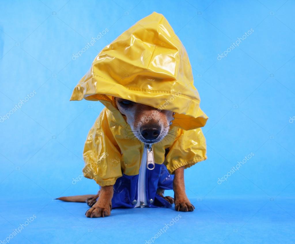 Chihuahua in cheap raincoat