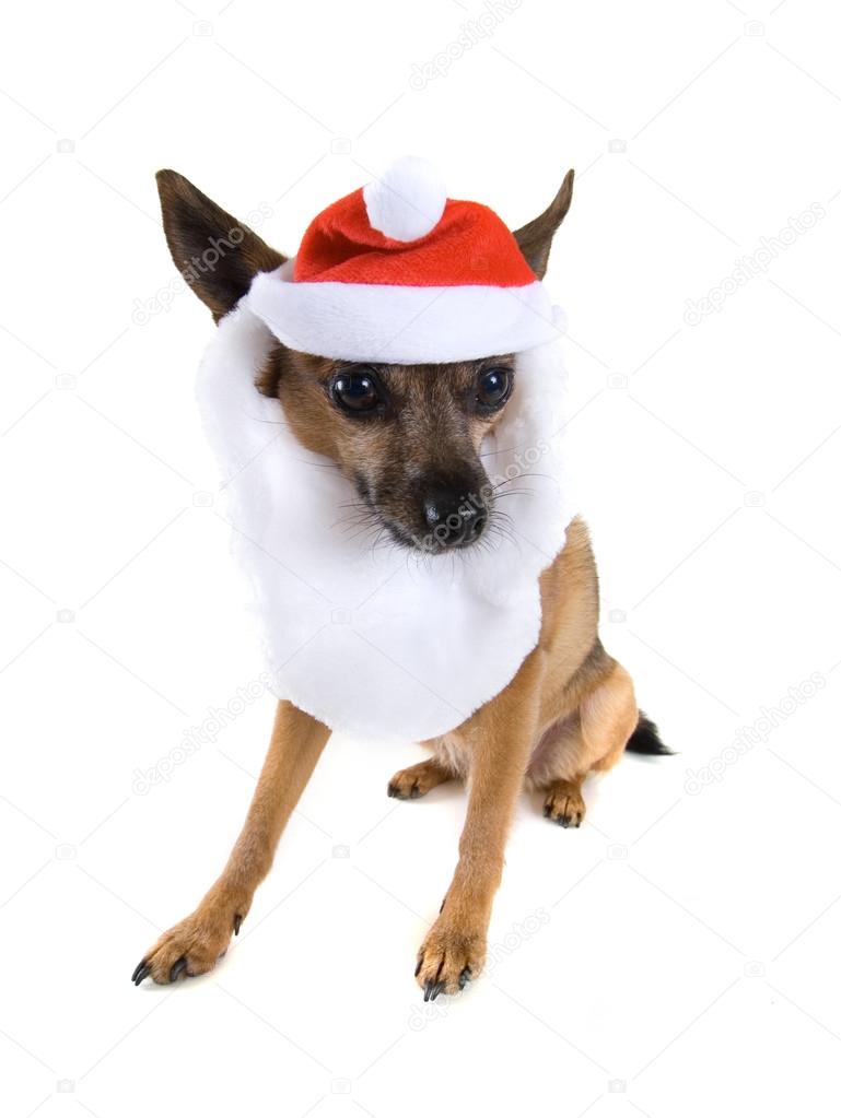 Chihuahua dressed as santa claus