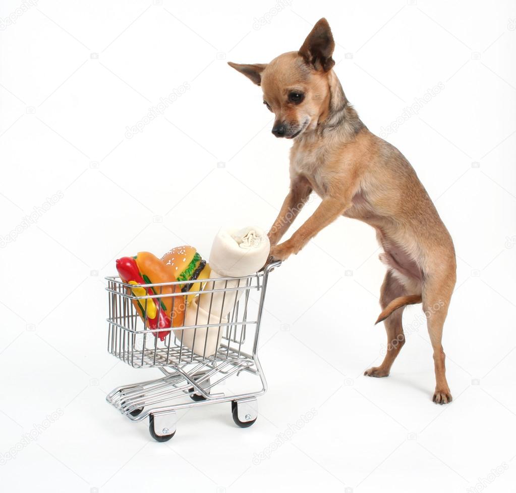 Chihuahua shopping for groceries