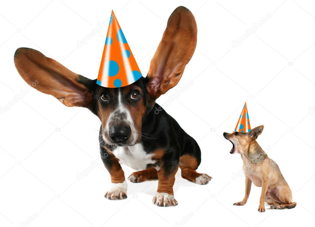 Basset hound cheap hat