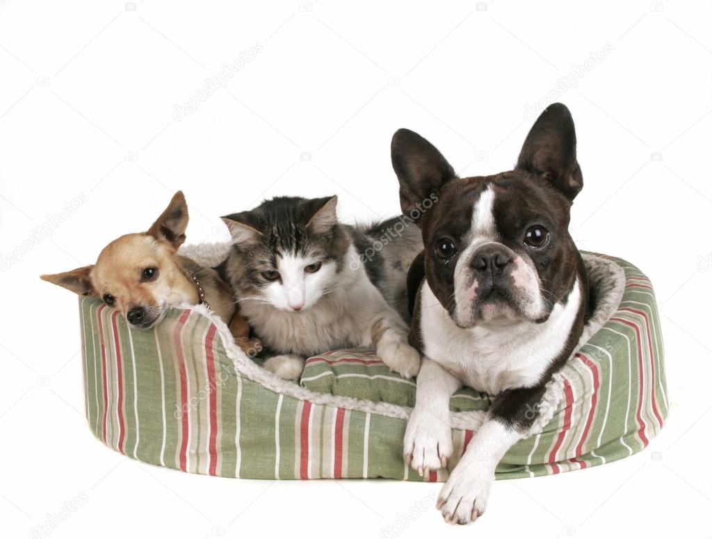 Two dogs and kitten in pet bed