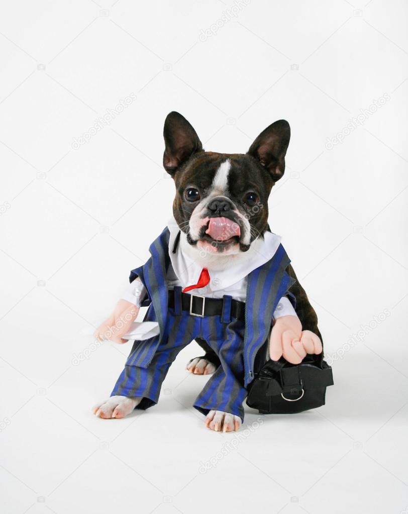 Boston terrier dressed up in suit