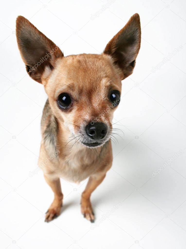 Chihuahua bobble sales head dog