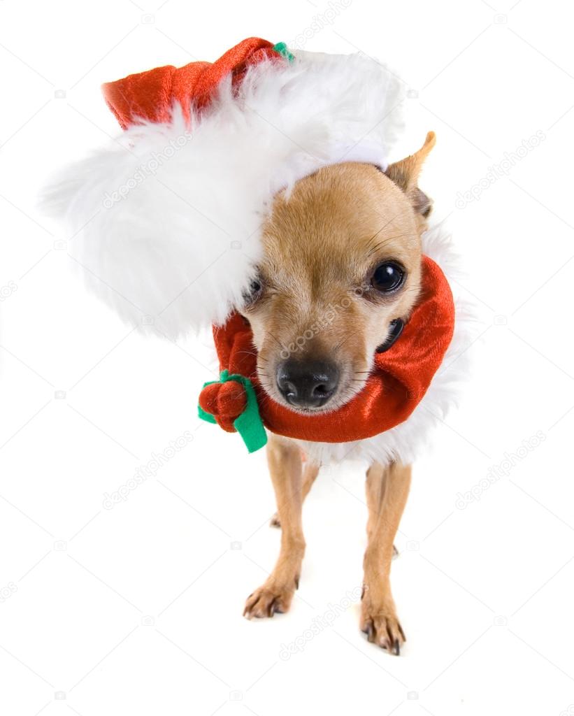 Tiny chihuahua in santa costume