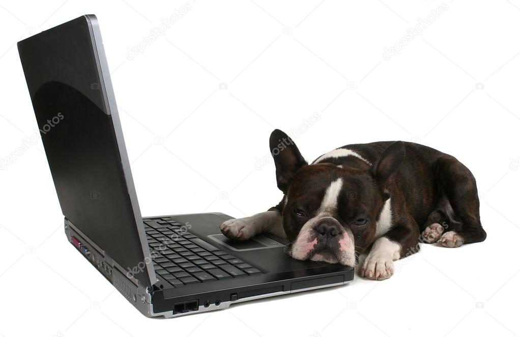 Boston terrier in front of laptop