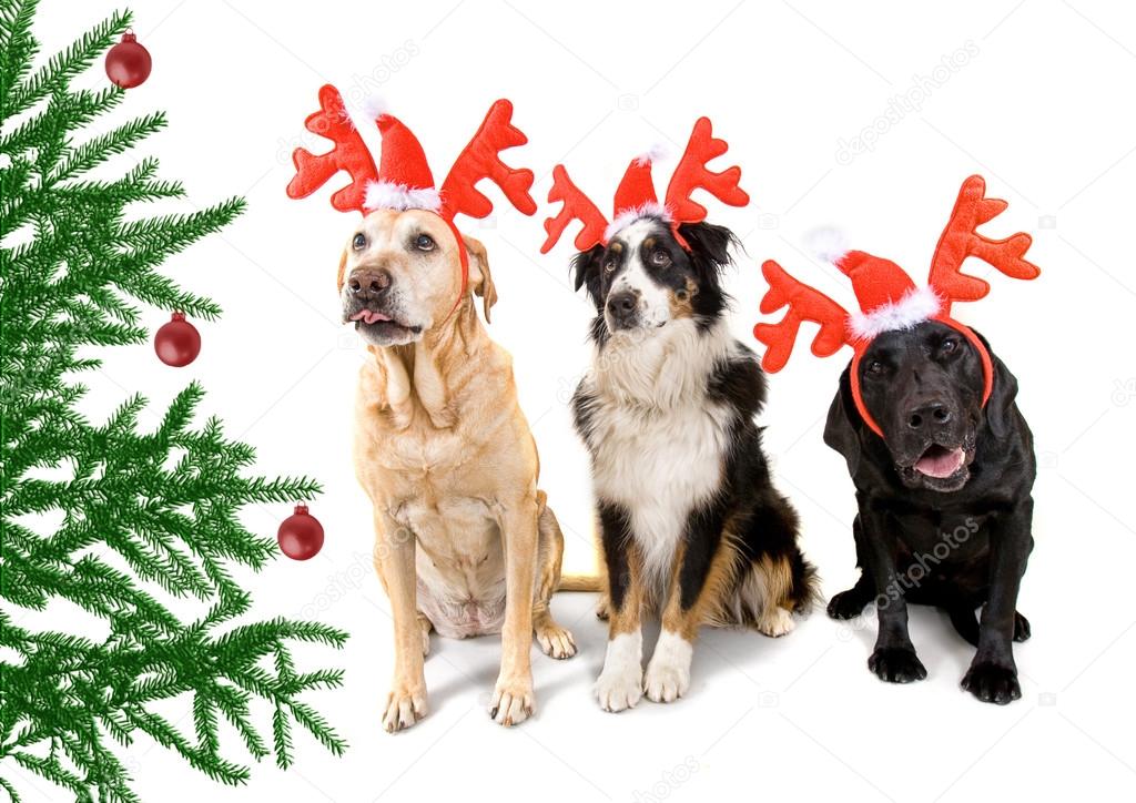 Dogs dressed up in reindeer antlers Stock Photo by ©graphicphoto 53488965