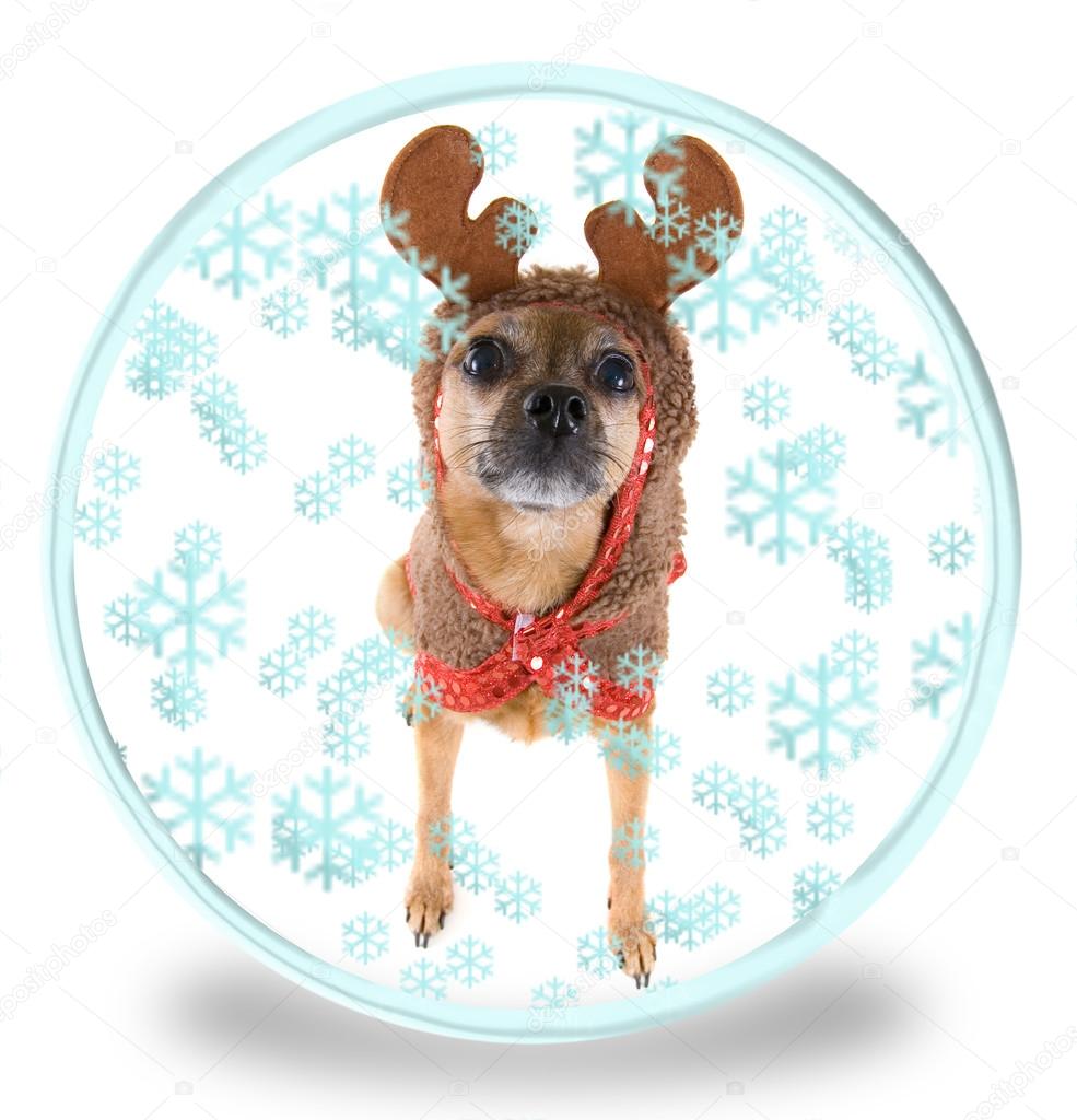 Tiny chihuahua in reindeer costume