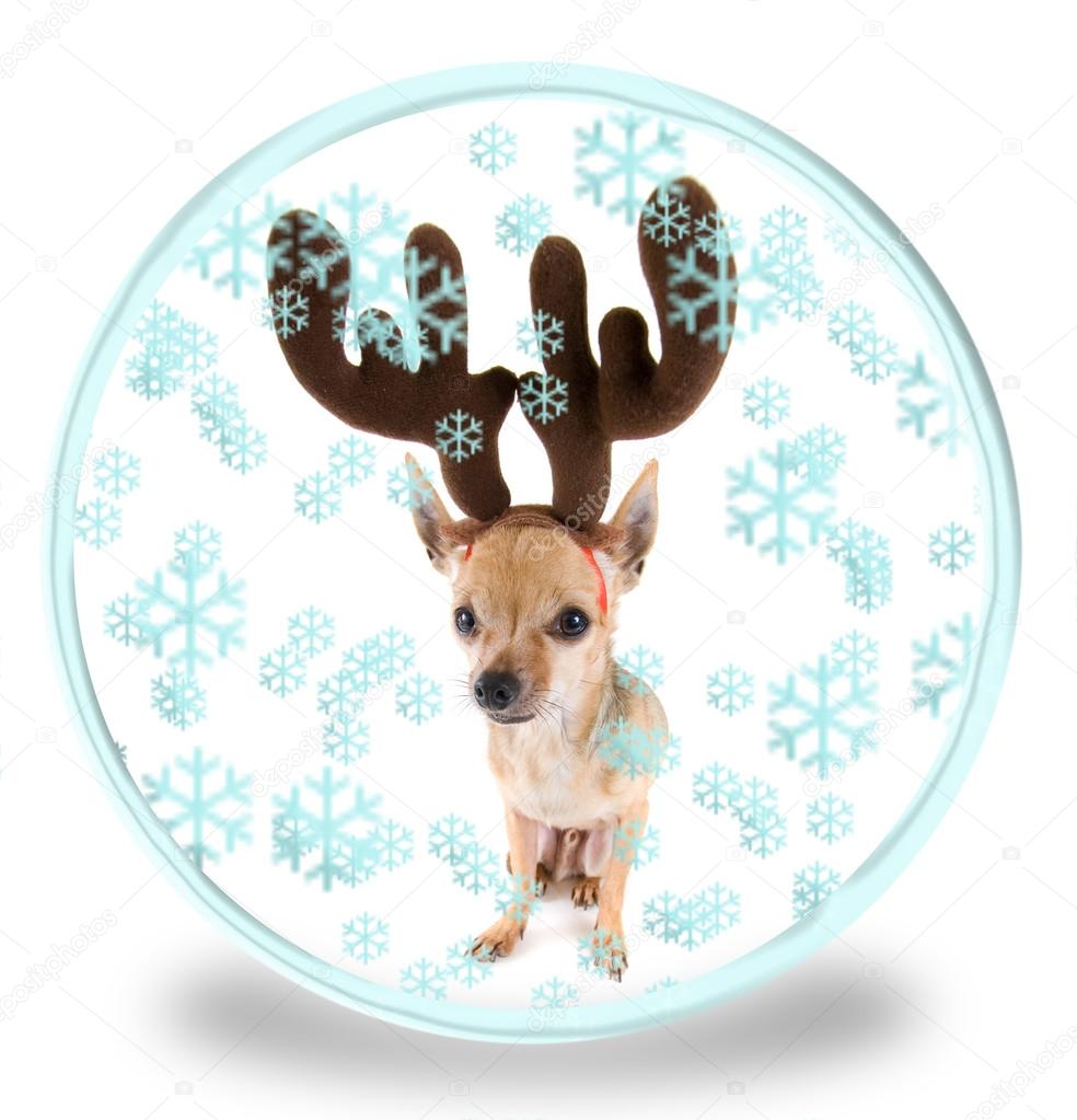Tiny chihuahua in reindeer costume
