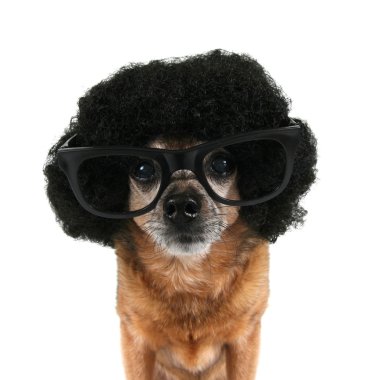 Chihuahua afro bir peruk ile