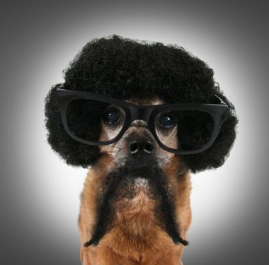 Chihuahua afro bir peruk ile