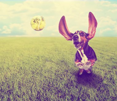 Basset hound kovalayan tenis topu