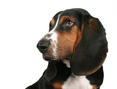 Basset hound köpek yavrusu