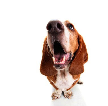 Basset hound açık ağızlı