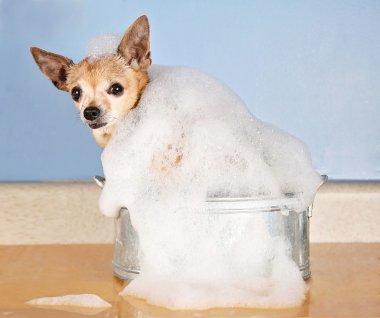 banyo küveti Chihuahua