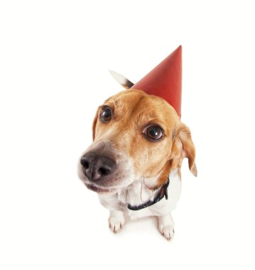 Beagle doğum günü şapkası