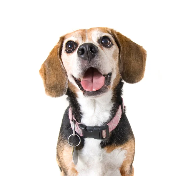 Látszó-on fényképezőgép aranyos beagle — Stock Fotó