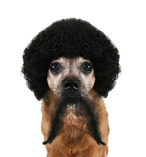 Chihuahua with an afro wig — Stock Photo, Image