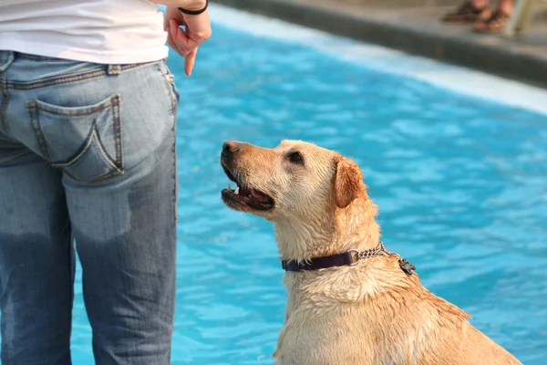 Cane nella piscina pubblica locale — Foto Stock