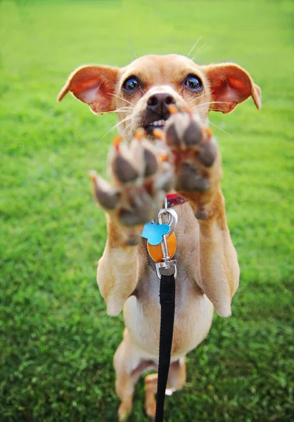 Chihuahua disfrutando al aire libre — Foto de Stock