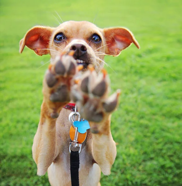 Chihuahua genieten van buitenleven — Stockfoto