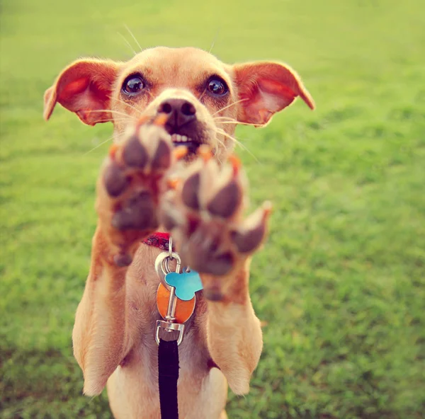 Chihuahua, ciesząc się na zewnątrz — Zdjęcie stockowe