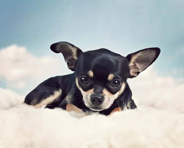 Chihuahua on some clouds — Stock Photo, Image
