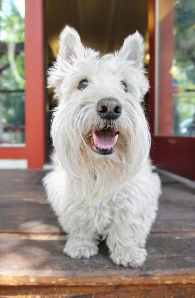 West highland terrier on porch — Stock Photo, Image