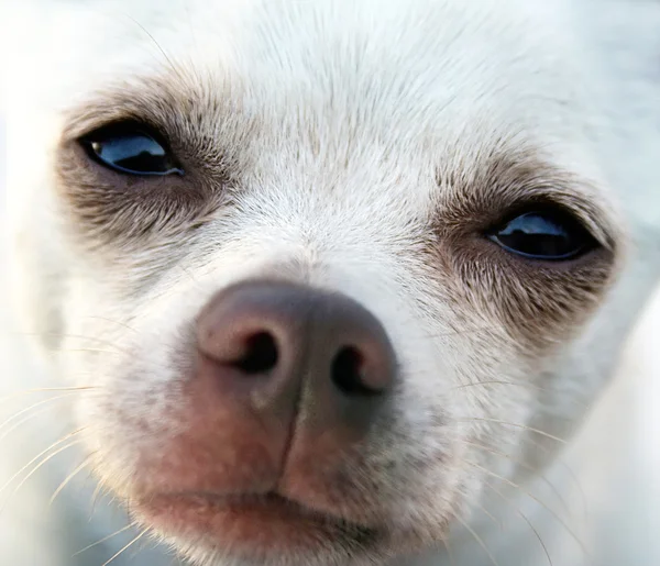Chihuahua avec accent sur les yeux — Photo
