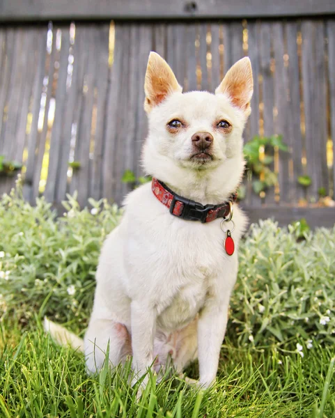 Chihuahua i gresset – stockfoto