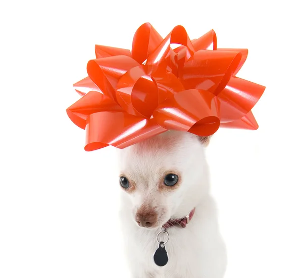 Chihuahua met strik op hoofd — Stockfoto
