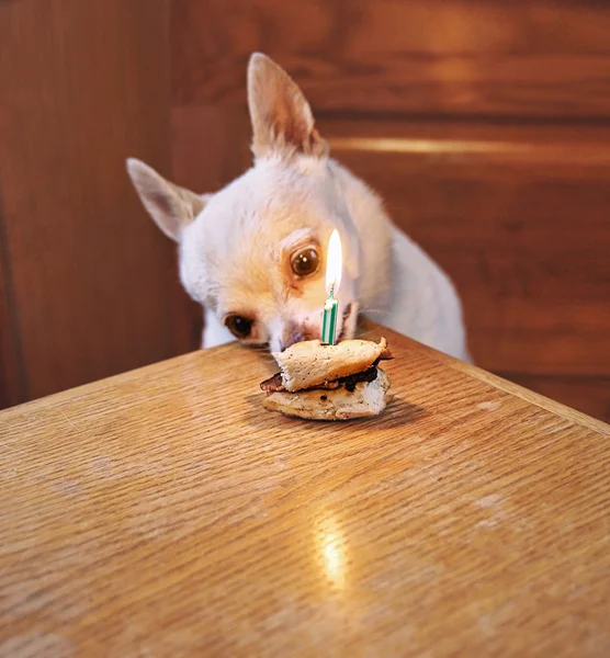 Chihuahua mangiare spuntino compleanno — Foto Stock