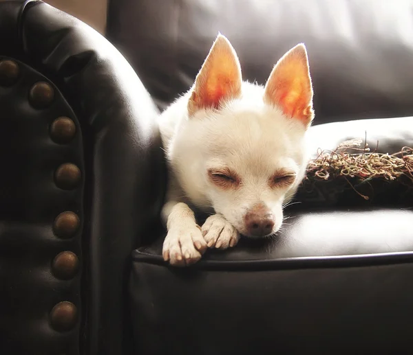 Chihuahua on couch — Stock Photo, Image